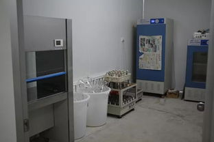 雙興新盛木耳菌包廠 優質菌包熱銷中，專業技術助力致富路